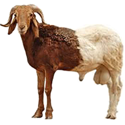 Sahelian Goat